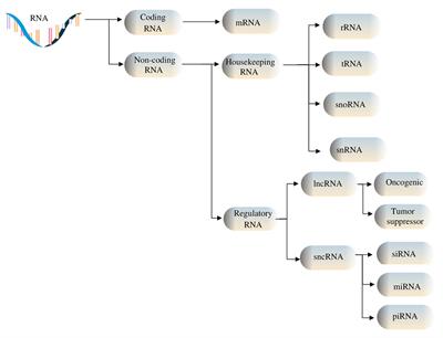 MiRNAs: A Powerful Tool in Deciphering Gynecological Malignancies